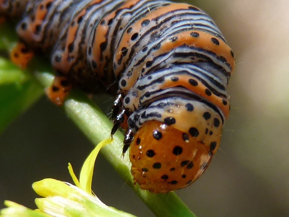 Caterpillars with dots, spots