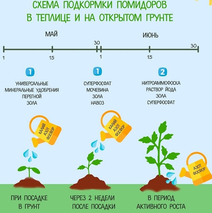 Schema di alimentazione di piantine di pomodoro