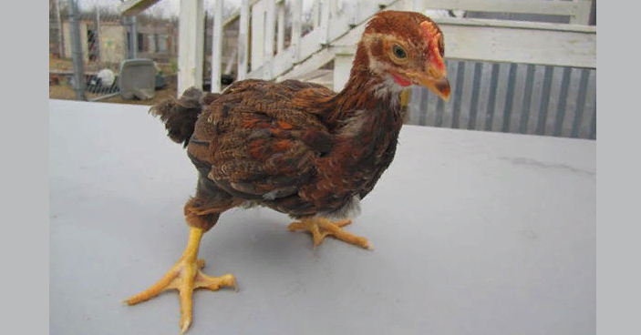Chicken male aged 1 month