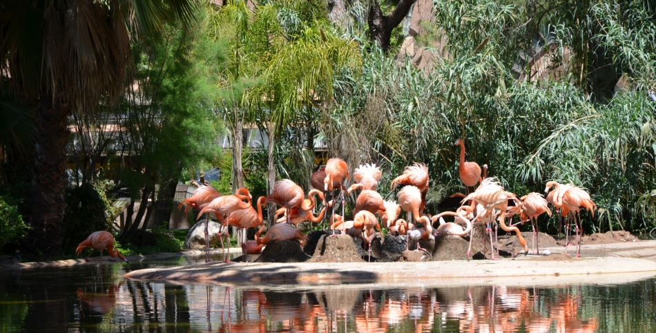 Зоопарк барселоны (zoo barcelona)