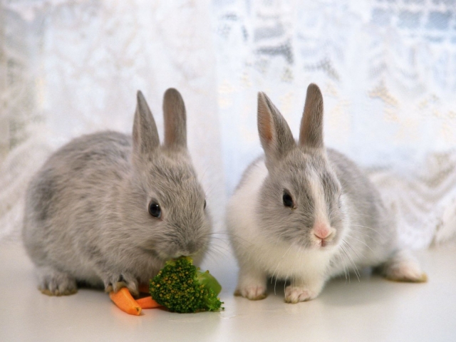 Декоративные кролики: уход и содержание в домашних условиях. Сколько живут декоративные кролики, чем кормить, какие болезни, прививки?