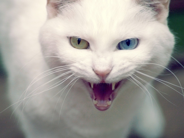 Chat blanc dans la maison: signes et croyances. Signes: un chaton blanc, laissez-le ou non? Signe et superstitions sur les chats blancs