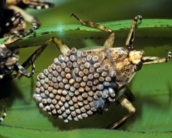 A deadly poisonous insect, similar to a hedgehog: is it true that it exists, as a description, photo, photo