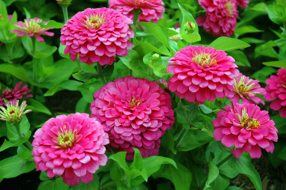 Zinnia