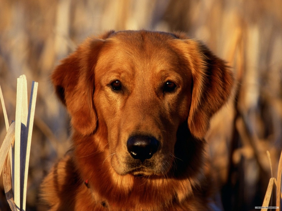 Nombres de perros rojos