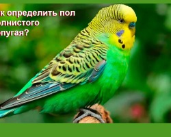 How to distinguish a wavy parrot of a boy from a girl: external difference, signs of the behavior of a male, female, wax, photo