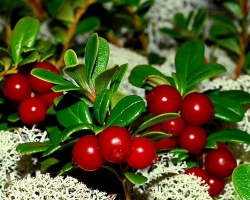 Leaves and berries of lingonberries: beneficial and healing properties and contraindications for women, men, children. The use of lingonberries in folk medicine, as a diuretic, for kidney treatment, with cystitis, pressure, colds: recipes