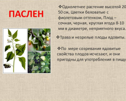 Black Cloudy: beracun atau tidak? Black Nightshade: Karakteristik, manfaat dan bahaya, penggunaan dalam kedokteran. Apa tanaman herba beracun dari keluarga nightshade?