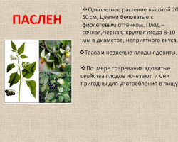 Черно облачно: отровен или не? Черна нощнаш: Характеристики, ползи и вреди, употреба в медицината. Какво е отровното тревисто растение от семейство Nightshade?