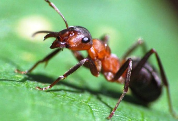 Description of an ant in English