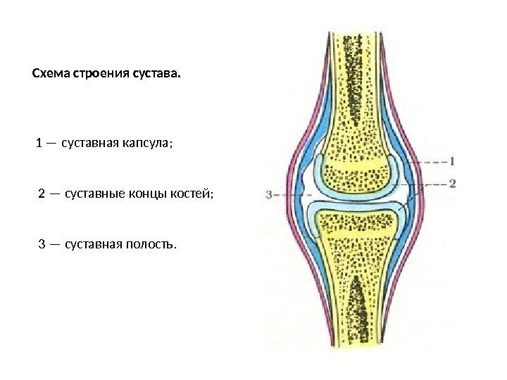 Строение сустава