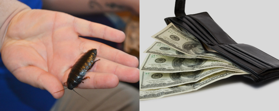 It was previously believed that cockroaches could attract wealth to the house.