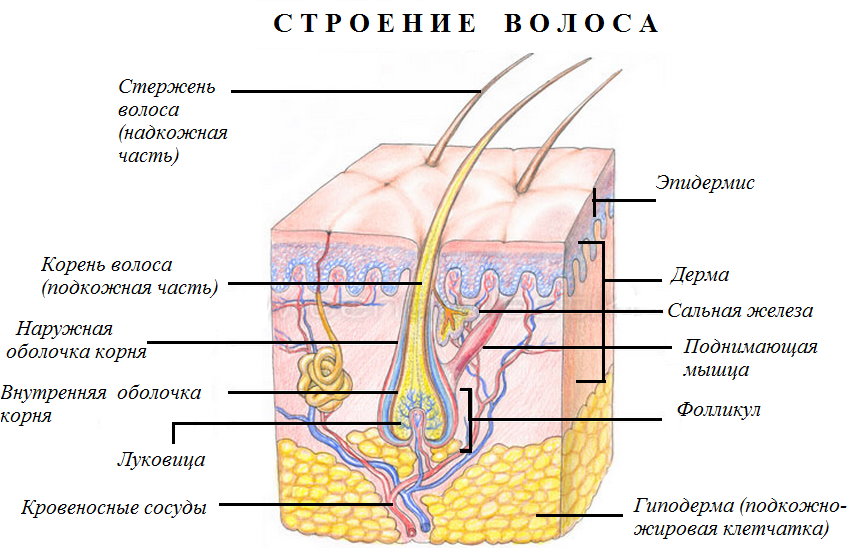 Тврдећи косу