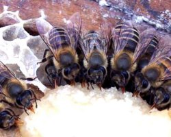Méh tenyésztés kezdőknek a semmiből - etetése méhek cukorszirup, kondenzált tej, télen jelölt, hőkezelés, méhek feldolgozása Bipin, Celandine, kullancs, nosematózis és betegségek: leírás, titok, ajánlások. Mennyi takarmányra van szükség a méhek számára?