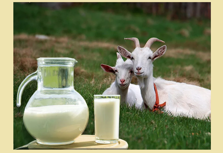 Domowe kozie mleko