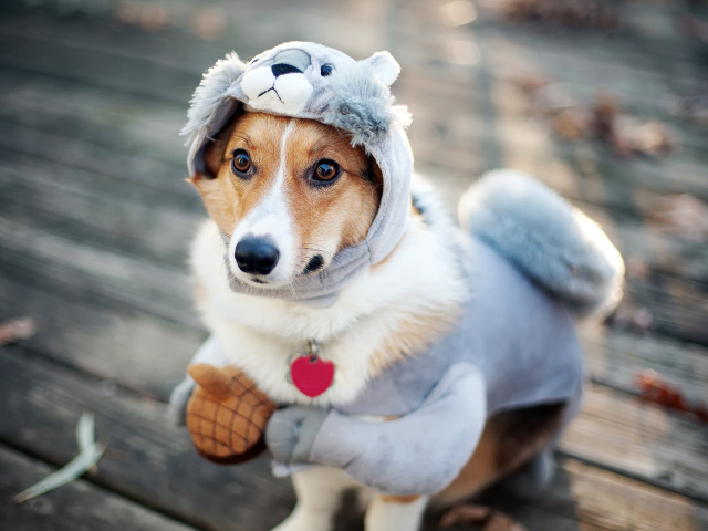 AliExpress: Marchandises et vêtements pour chiens et animaux en russe. Comment choisir et acheter des costumes, une salopette, des chaussures, des colliers, des jouets pour chiens dans la boutique en ligne AliExpress?