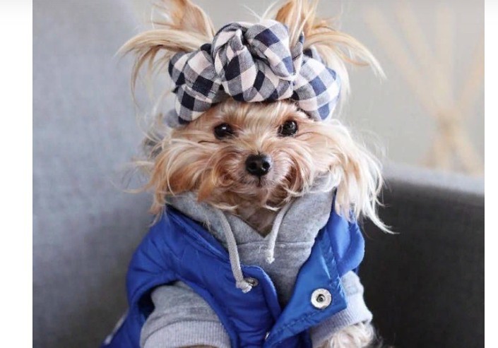 Fashionable glamorous clothing for dogs of small breeds