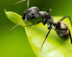 Ameisen, Anthill, Ameisen, Ameisen: Analyse des Wortes in der Zusammensetzung. Was ist die Wurzel und das Ende in der Wort Ameise, Anthill, Ameise? UNIKEDE UND RELATED Wörter und Verifizierungswort für die Wort Ameise: Liste. Schall -Letter, Morphologische, phonetische Analyse des Wortes Ameisen