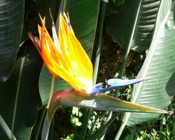 Ιστορία φυτών - Paradise Bird: είδη, περιγραφή, καλλιέργεια από σπόρους, φροντίδα, ανθοδέσμες, αξία λουλουδιών, φωτογραφία. Πώς να αγοράσετε ένα βασιλικό μίσχο λουλουδιών στο Aliexpress;