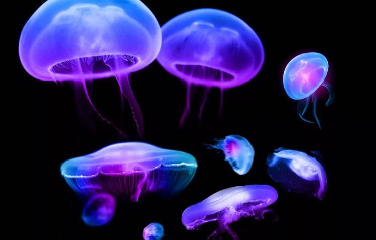 Медузы, которые светятся