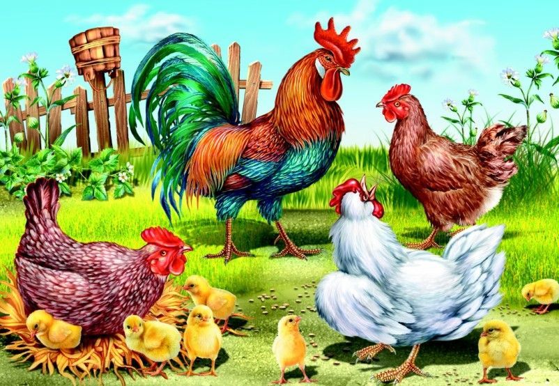 Riddles a baromfikról az óvodai és iskolás gyerekek számára - válogatott csirke és libák
