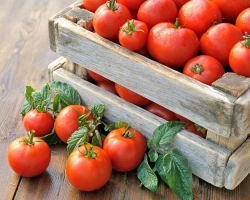 How to store ripe, brown and green tomatoes at home, so that they remain fresh as long as possible: the necessary conditions, popular methods
