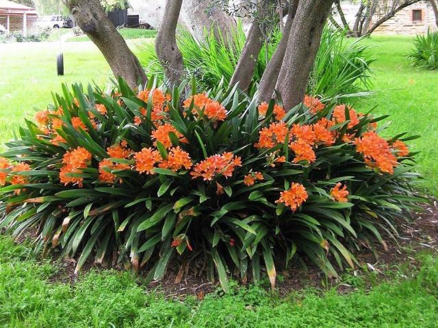 ¿Cómo contener bellamente círculos de árboles de árboles en el jardín? Árboles sujetos: cuidado, acolchado, retraso, consejos prácticos, recomendaciones de ideas para decorar piedra, seto, muebles de jardín, jardín de flores, foto