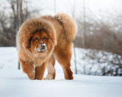 Cani che non ascolteranno un altro proprietario: 5 rocce più intelligenti e leali