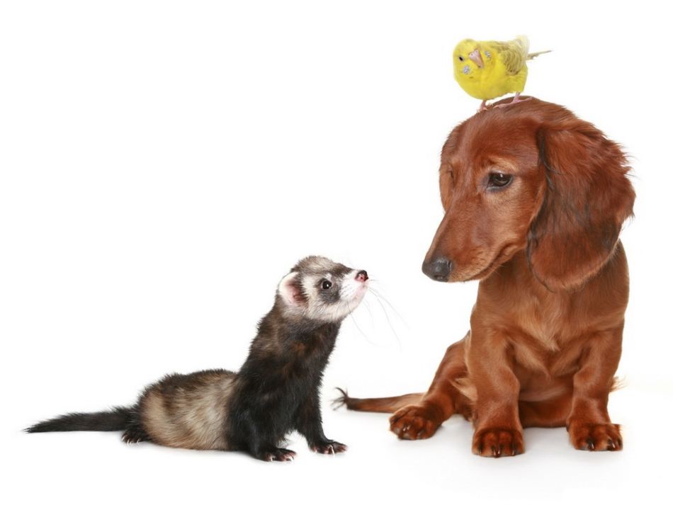 The ferret will quickly get along with other pets