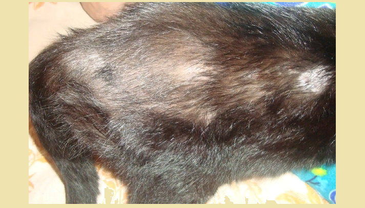 If the cat has a baldness, then it is better to diagnose in a veterinarian