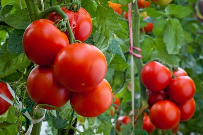 Quel jour les tomates rêvent-elles?