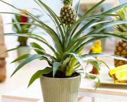 Kako gojiti ananas doma z vrha, semena: korak -navodila za korake. Kako posaditi, gnojiti, širiti ananas, skrbeti za ananas doma, v stanovanju: Opis