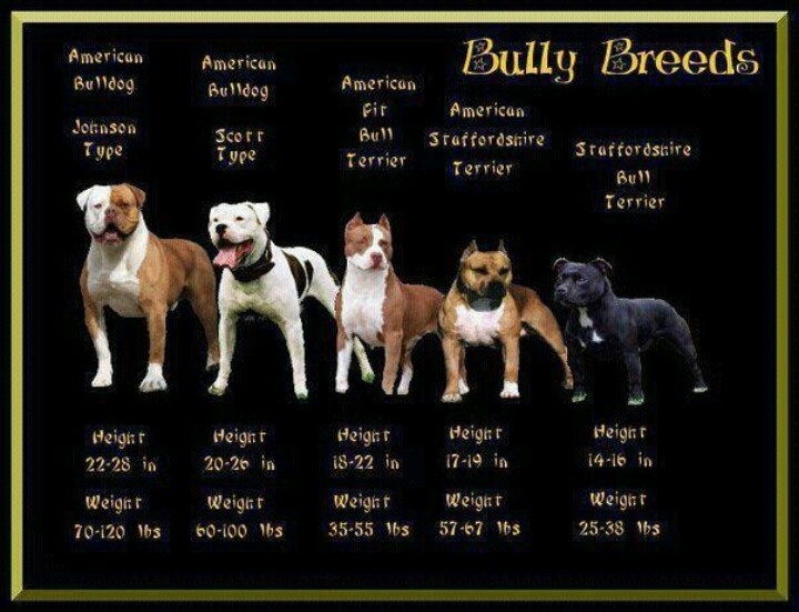 Names for fighting dogs