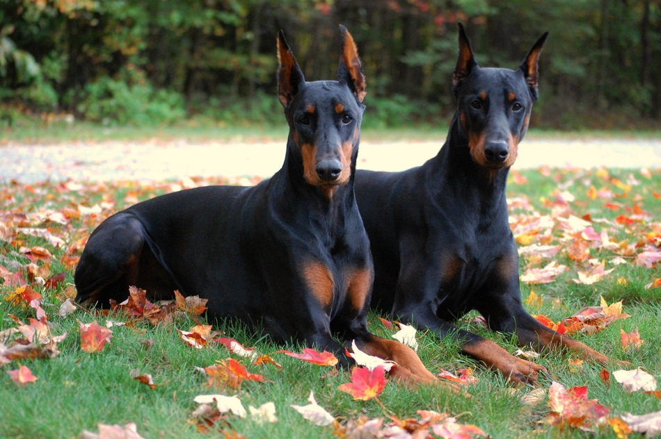 Sports Doberman