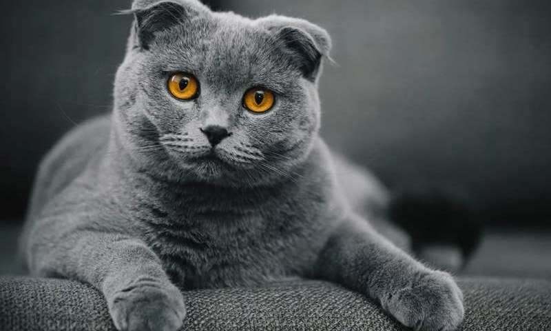 Вислоухая кошка Скоттиш Фолд: характер, особенности, описание породы, окрас, фото, отзывы владельцев