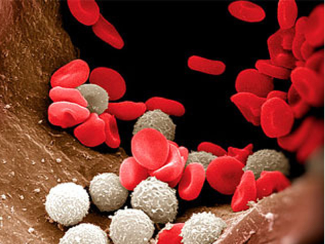 La norme des leucocytes pendant la grossesse dans un frottis, de l'urine et du sang. Causes et traitement des globules blancs augmentés et bas dans le sang, l'urine, le frottis pendant la grossesse