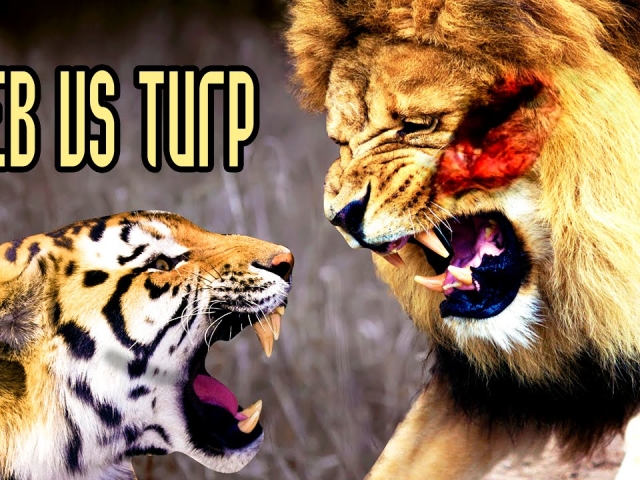 Quelle est la différence entre un tigre et un lion: différences, similitudes. Leo ou Tiger - qui est plus fort, plus qui gagnera: la comparaison. Où vivent les lions et les tigres? Deviennent-ils violet, les tigres et les lions peuvent-ils pouvoir nager?