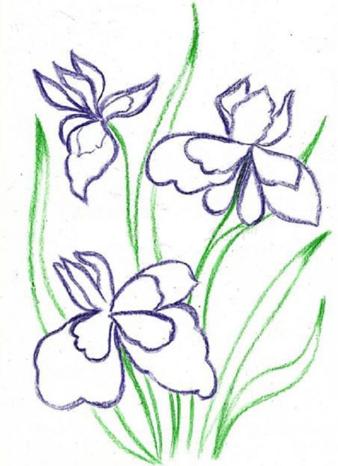 Iris Flower: Rajz egy ceruzával és akvarelltal