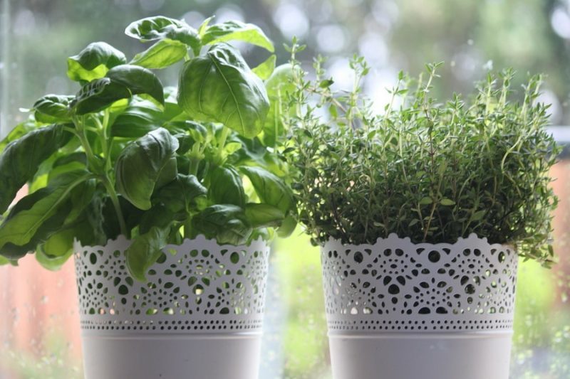 Basil is with large and small leaves