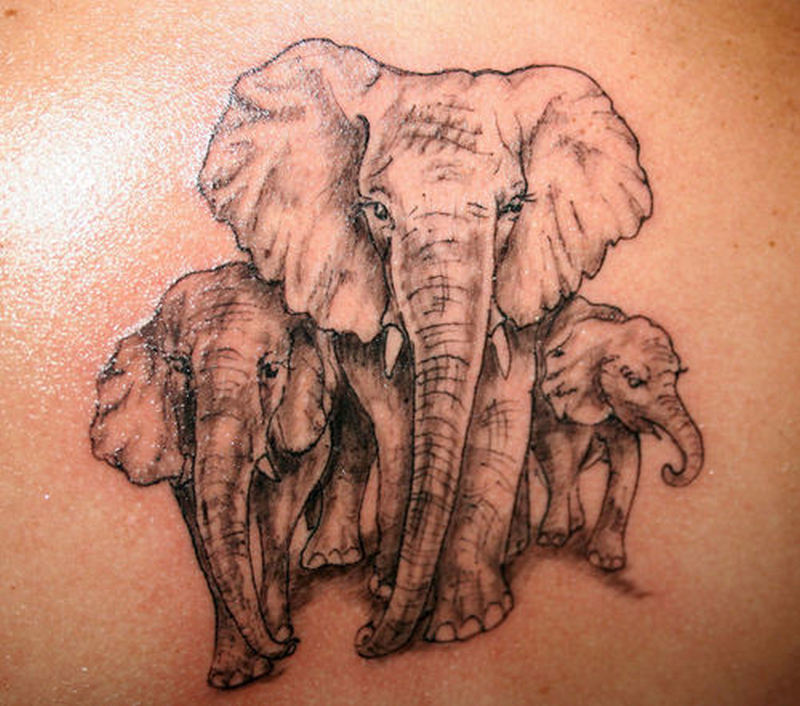 Elephants 3