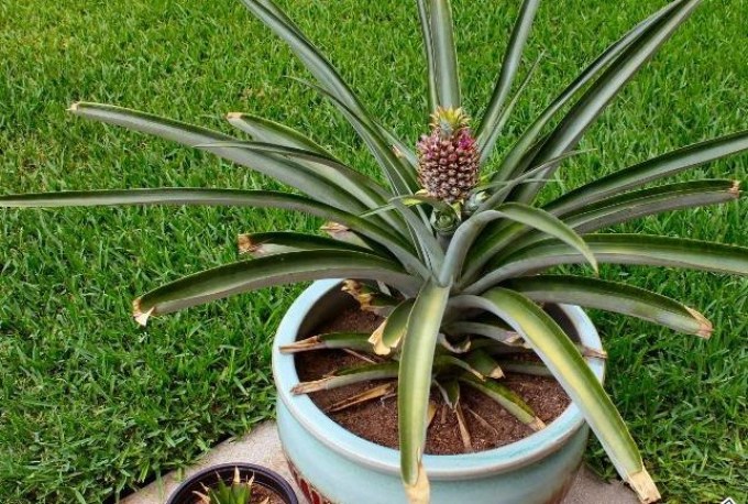 Pineapple should be protected from pests and diseases