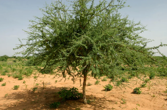 Acacia Senegal