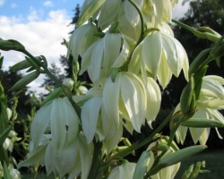 Yucca sadovaya: nakil, bakım, üreme