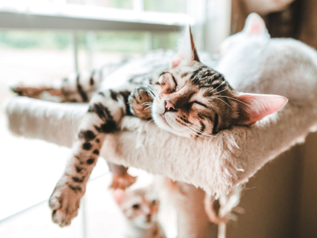 Позы кошек во сне и их значение