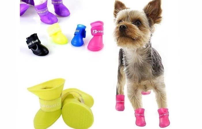 Fashionable shoes for dogs of small breeds