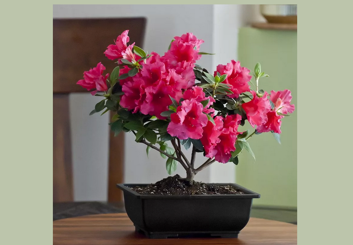 Азалия — комнатный цветок, который должен быть в доме обязательно
