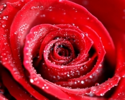 Πώς να διαδώσετε τριαντάφυλλα στο σπίτι: Μέθοδοι, περιγραφή της τεχνολογίας, βίντεο. Πώς να μεγαλώσετε ένα τριαντάφυλλο από ένα μοσχεύματα, από σπόρους στο σπίτι; Πώς να μεγαλώσετε ένα τριαντάφυλλο σε ένα θερμοκήπιο, στο σπίτι, κάτω από ένα βάζο και με πατάτες;