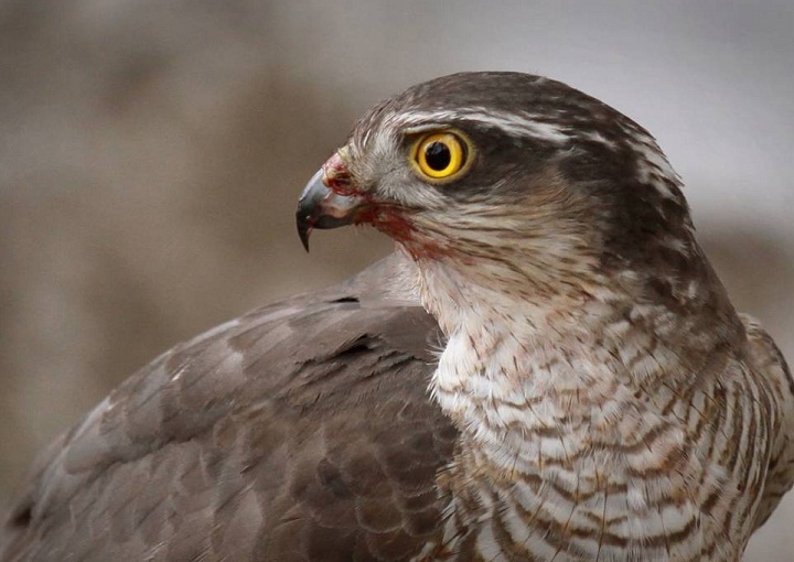 Übersetzt aus lateinischen Mitteln Wachteln Hawk