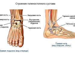 Struktura zgloba gležnja: mišići, ligamenti, anatomija, kosti