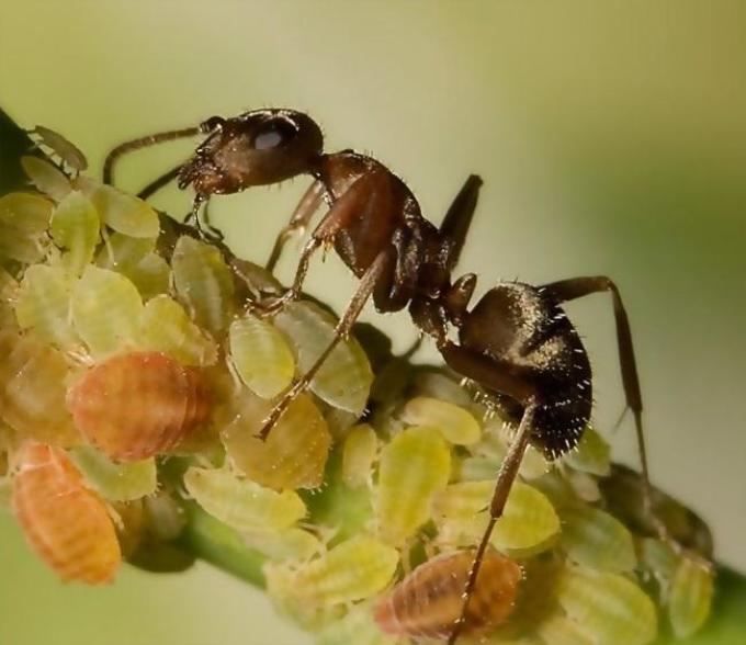 Ants grow domestic animals - aphids
